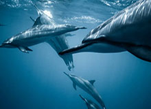 世界杯手机观看软件下载-首位00后进球 8次攻门终破门 C罗迎国家队102球！